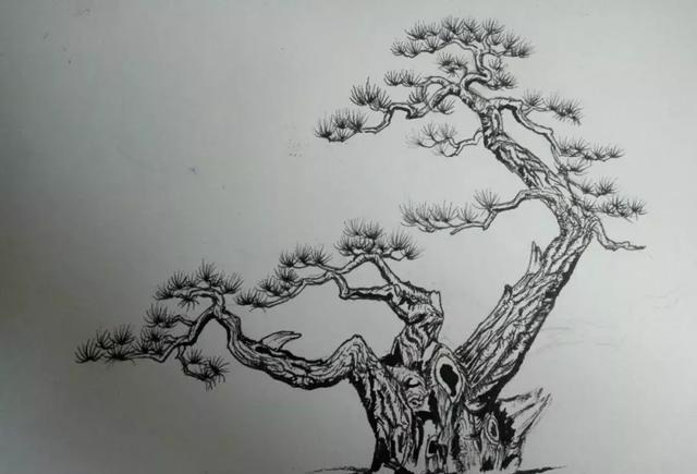 盆景制作需要画盆景设计图吗