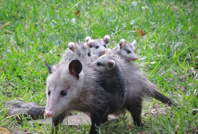 见过负鼠带孩子吗超多育儿袋就像印度超载货车