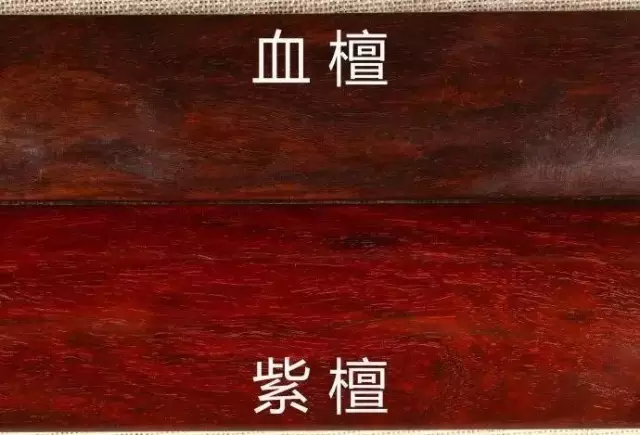 近期,赞比亚紫檀(血檀)作为红木家具用材再次引起关注并建速火热,原木