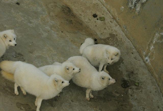 无意间救了一只白狐,遇到山洪后,一群白狐回村带回金银珠宝|小狐狸