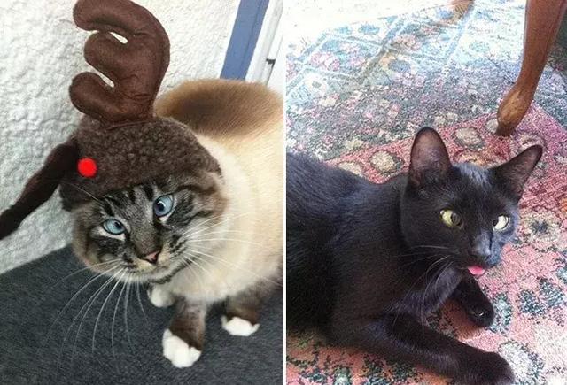 看完这些对眼儿的喵星人感觉自己也对眼儿了