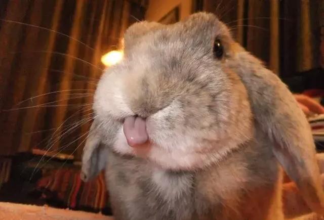 吐舌头的小兔子,这软绵绵的小舌头太可爱了!