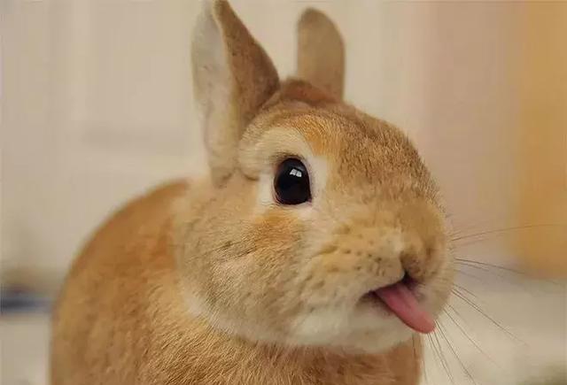 吐舌头的小兔子,这软绵绵的小舌头太可爱了!