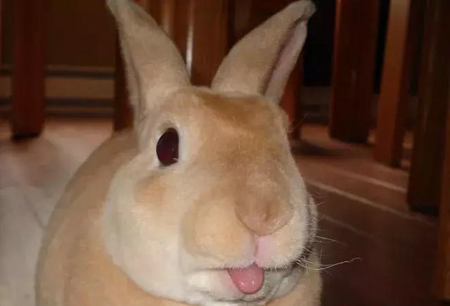 吐舌头的小兔子,这软绵绵的小舌头太可爱了!
