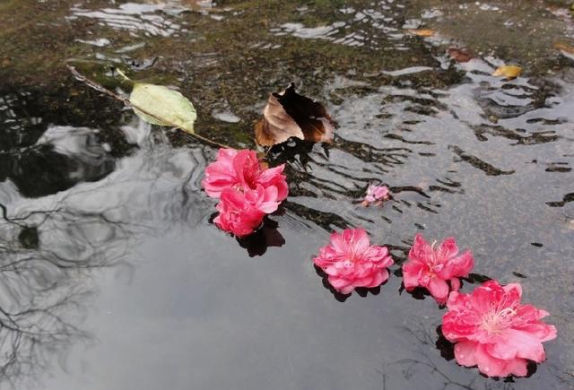 落花有意,流水无情