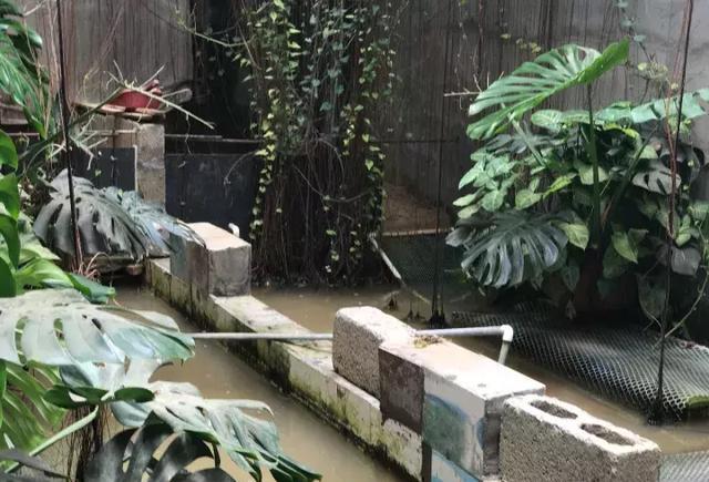 生态龟池大集合