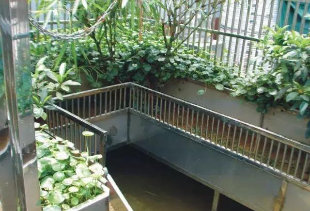 生态龟池大集合