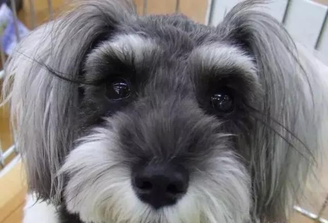 百变雪纳瑞造型