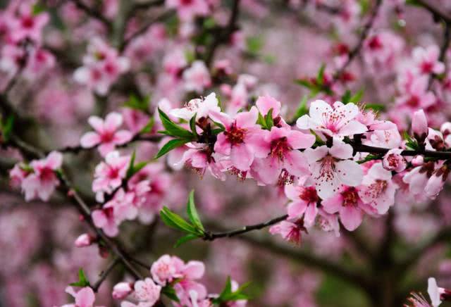 春天到,桃花开真爱来,狗年喜结良缘,先添丁后添财的生肖!
