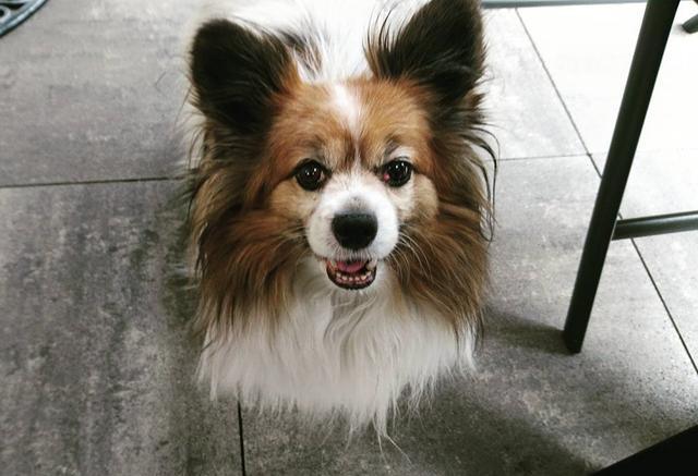 世界十大体味最小的狗狗保证你抱在怀里香香哒