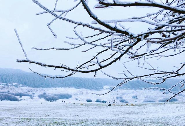 重慶武隆仙女山下雪了雪景配上妹子更好看喲