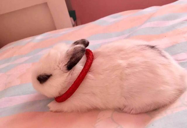 宠物篇兔子10家养宠物兔应该怎么喂