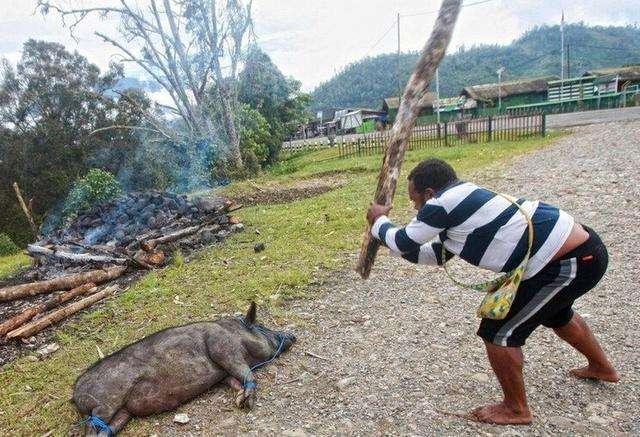 非洲又出"黑暗料理",竟这样做烤猪肉?网友:简直是浪费食材!