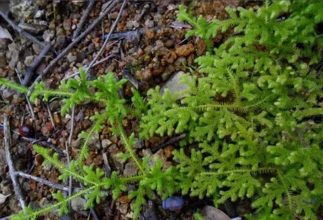 都喜欢拿它做藏猫猫玩具,摘取一小段放回蜈蚣草上藏好了,就让小伙伴找