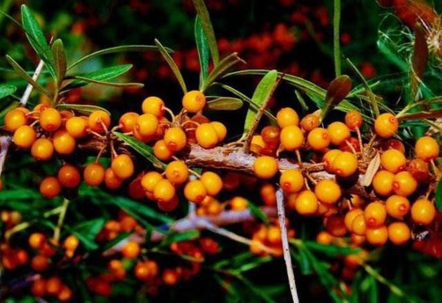 在我们国家,沙棘被称为"维c之王","圣果",印度人叫它"神果",俄罗斯人