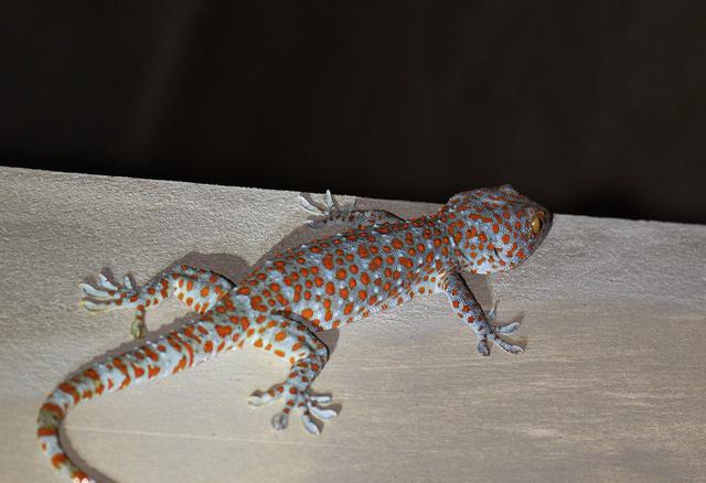 西南地区称"四脚蛇","巴壁虎","巴壁蜥"等.