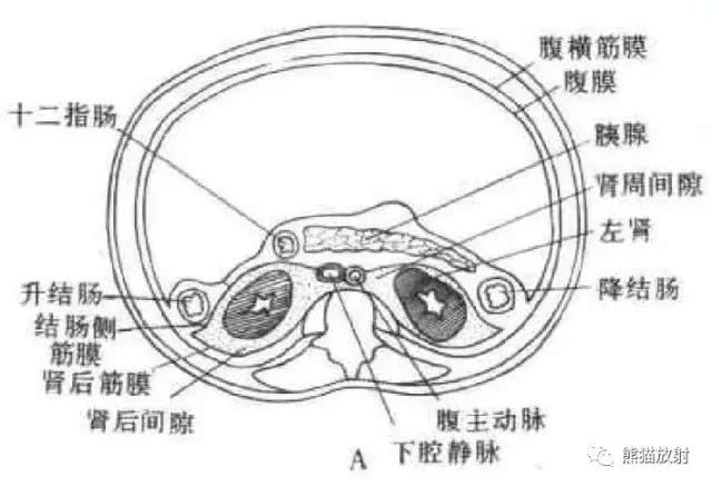 解剖腹膜后间隙