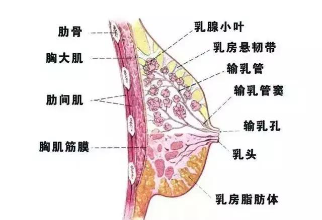朱丹|妈妈|通乳_新浪新闻