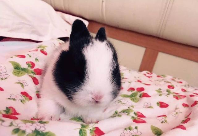 宠物篇兔子10家养宠物兔应该怎么喂