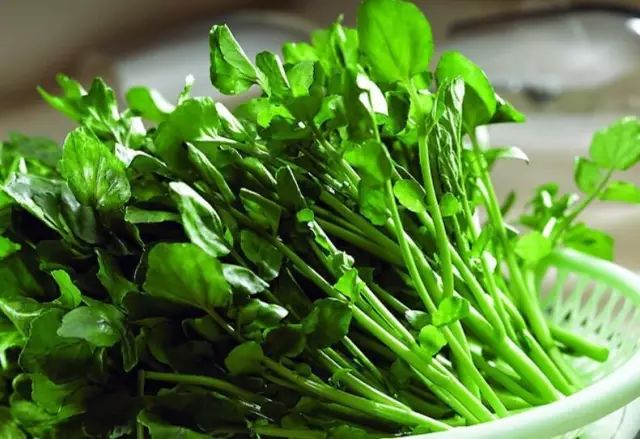 农村水边湿地的这种野菜的学名很少人知道,大家都叫它西洋菜!|豆瓣|西