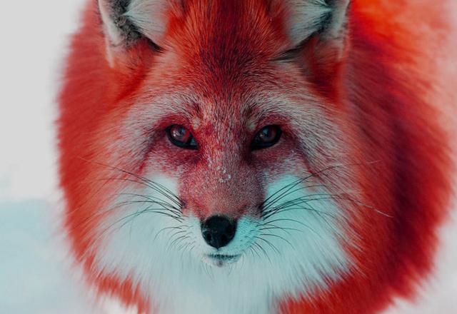 教书先生突然受到恐怖报复竟只因打猎时带回来的一只死狐狸