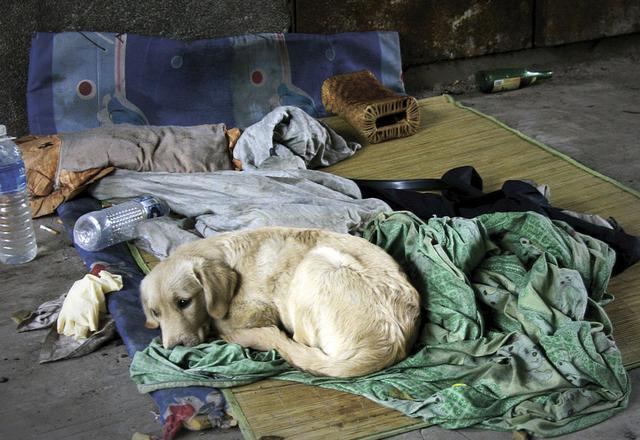流浪汉与金毛犬桥底露宿几月,流浪汉被冻死后狗依旧在原地陪伴!