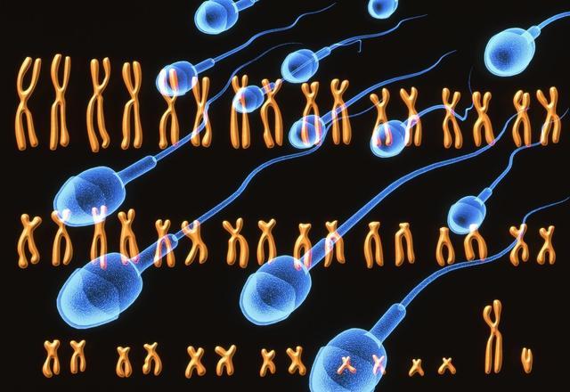 x染色体的就是决定女儿的关键,当携带x染色体的精子与卵子相遇,那么