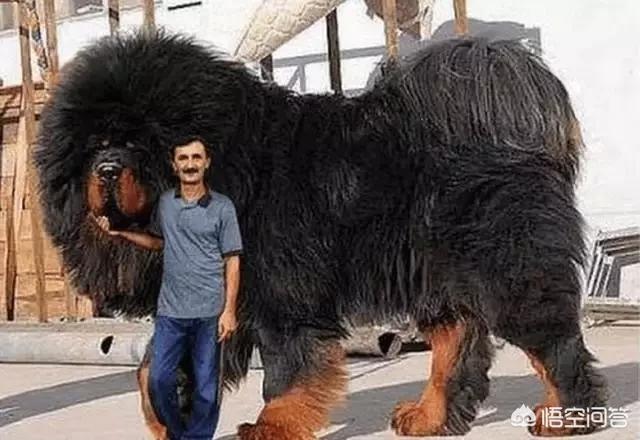 涨姿势了比人还高的藏獒居然就在中国