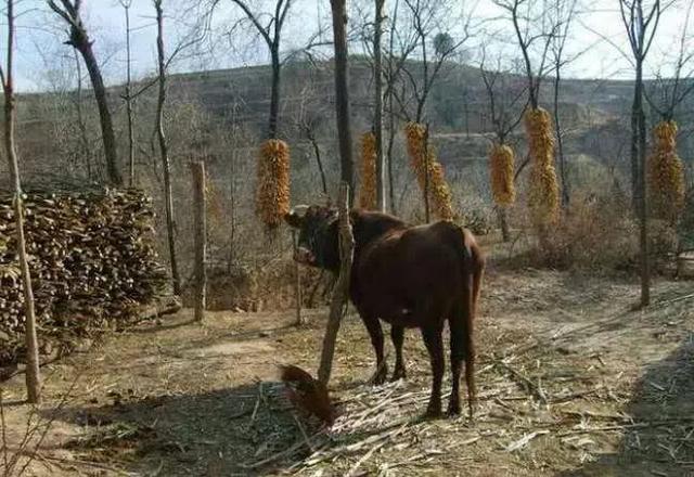 一个萝卜一个坑花椒青杏翻瓜麦跺晒杏干子周末的孩子场房子"三层楼"