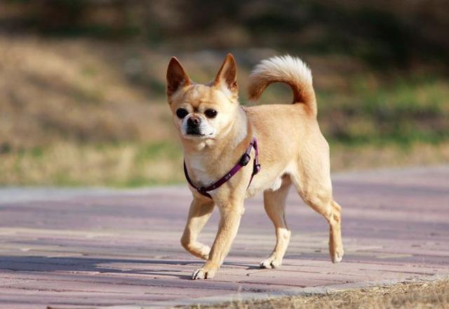 小狗狗不可喂食过多的干粮,特别宠物狗-吉娃娃!