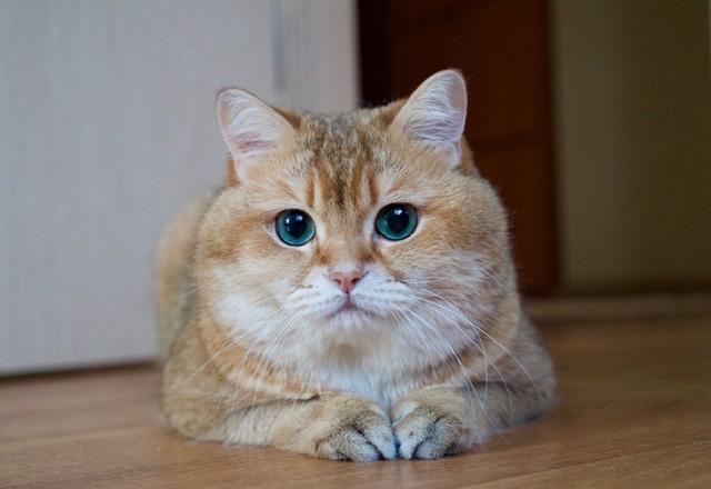 一只来自俄罗斯的网红大脸橘猫,怎么能长得这么可爱