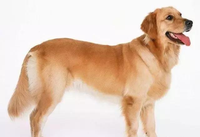 世界犬类忠诚度排名Top10:金毛第10,秋田犬第