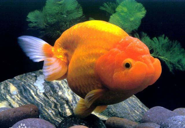 悠游闲适的金鱼 体现着中国人特有的人文情怀