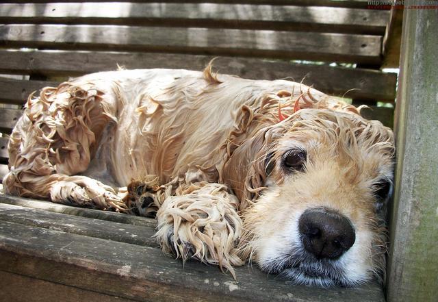 献出你们的爱心救救这些可怜的流浪狗