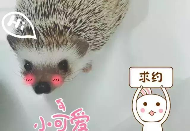 迷你刺猬如何分辨公母?