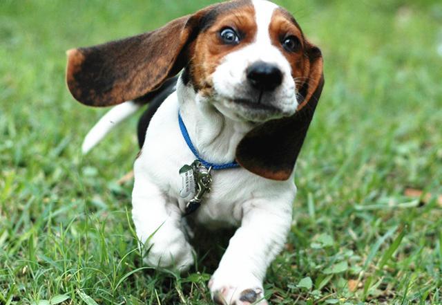 史努比到底是什么狗?让萌犬君告诉你这个世界之谜的答案吧!