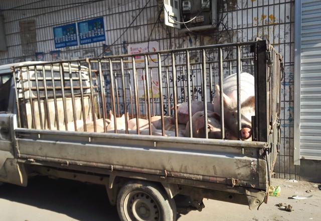 猪贩子州街串户买来的肥猪,农户辛苦养了一年的猪年根卖了猪到集上置