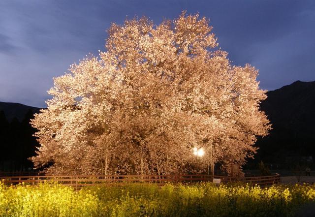 樱花预热 | 树生千年春意依旧，日本巨大樱花古树20选|樱花树|地址|树龄_新浪新闻