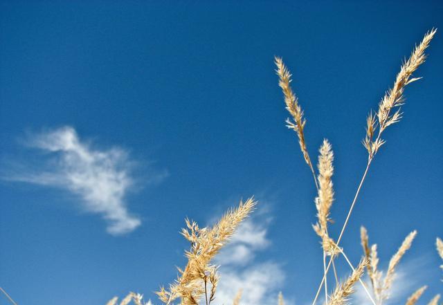 有种感情云淡风轻