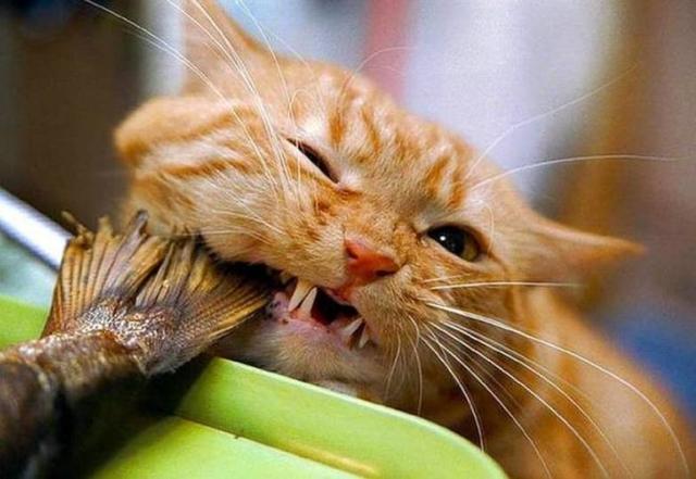 6张爆笑的猫咪囧图!太萌了