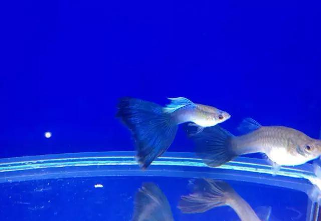 台湾观赏鱼博览会第五届世界孔雀鱼竞美大赛实况转播