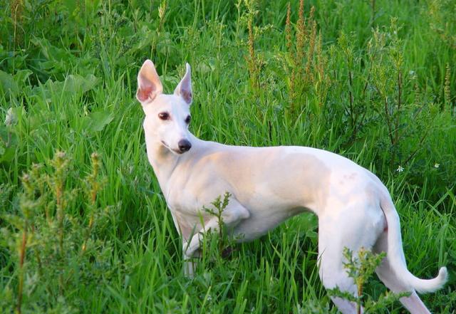 惠比特犬力量训练的方法,如何训练惠比特抓兔子啊?
