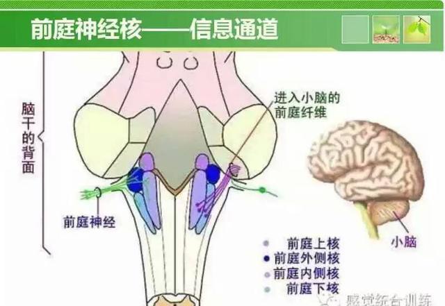 原因:受前庭神经核的影响.