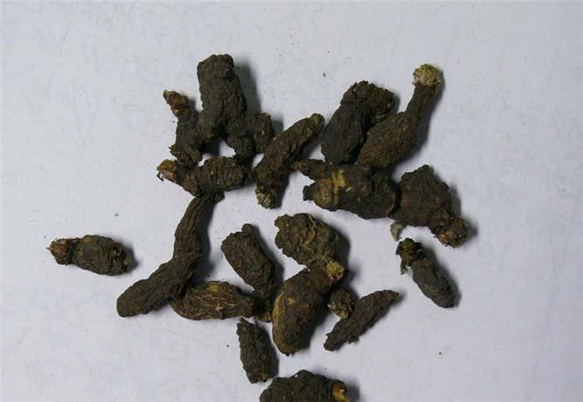 这种野草名叫千年老鼠屎却是清热解毒抗肿瘤的良药