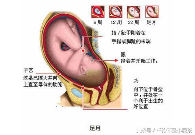 女人受精懷孕到分娩子宮和胎兒變化圖解