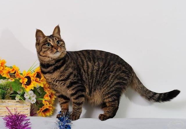 中国本土唯一的狸花猫,一辈子只认一个主人