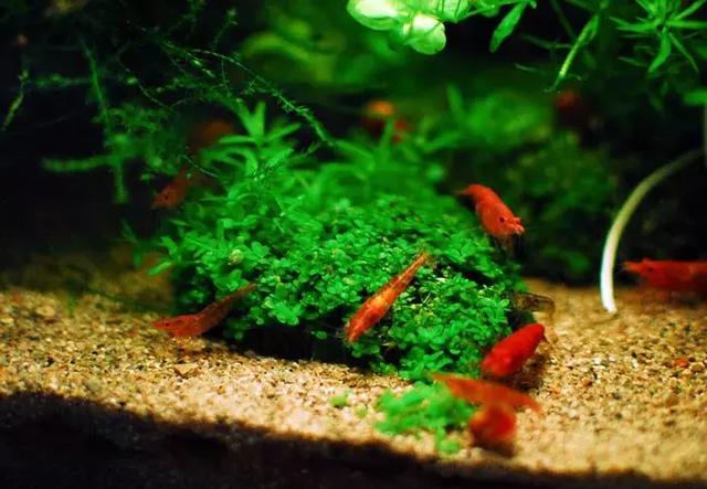 家居水景丨天然迷你矮虾缸造景教程(附水草种植方法)