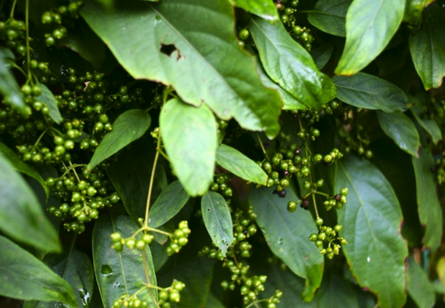 有一种不招人喜欢的藤蔓植物,因为其藤有一股腥臭的味道!