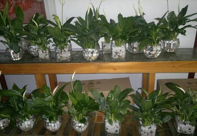 阿布教你养植物不是所有的植物都能水培选错了就会死