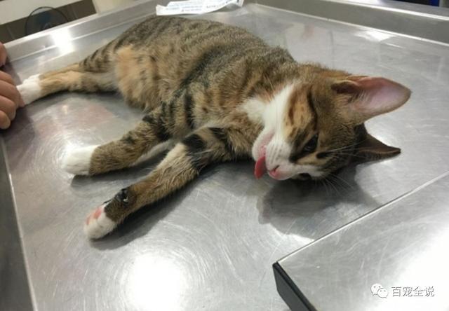 猫咪做绝育时候的表情是这样的